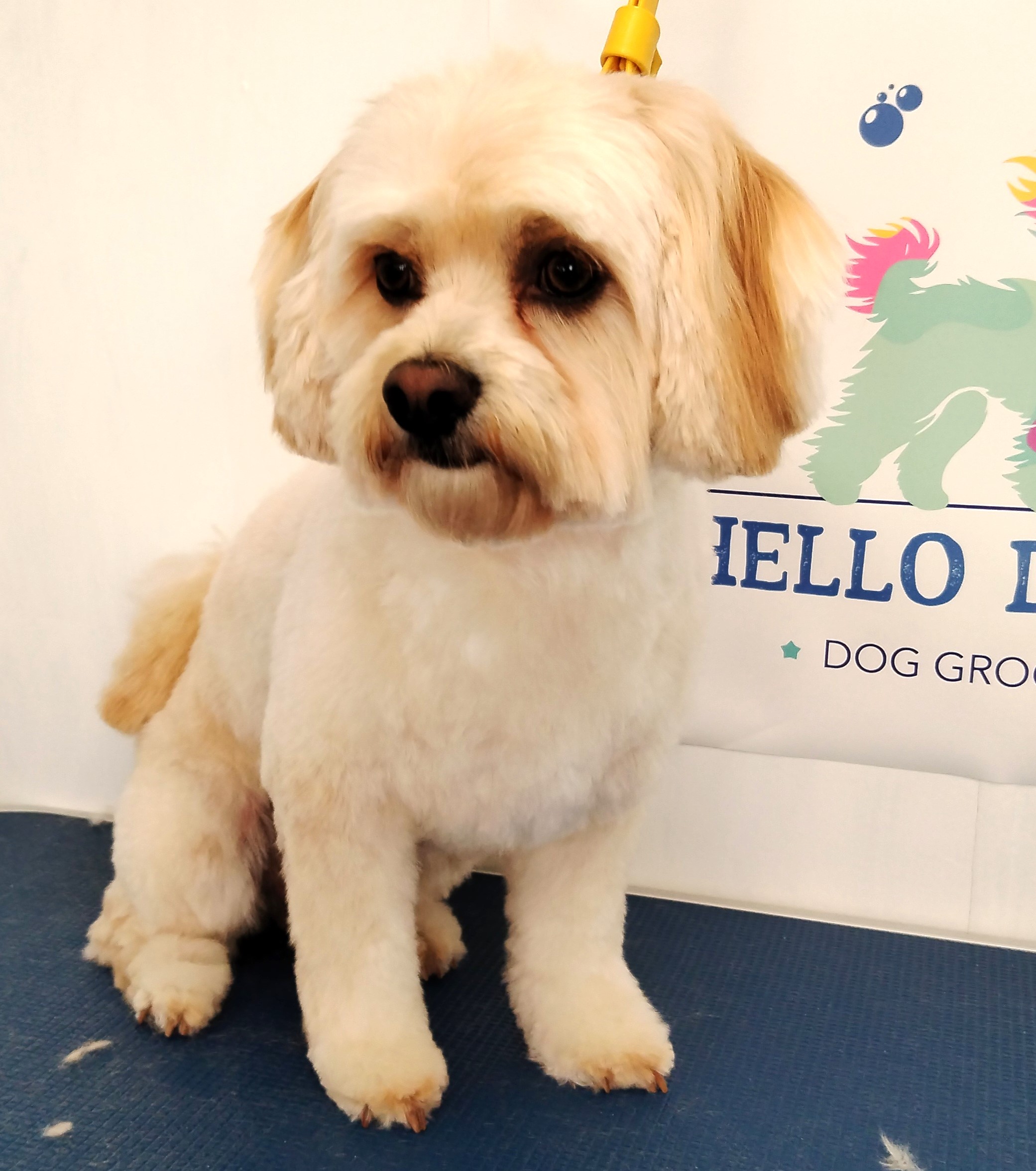 Hello Doggy! - Home